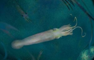 Предка современных кальмаров-вампиров назвали в честь Джо Байдена