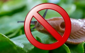 Борьба с насекомыми: основные способы, где заказать
