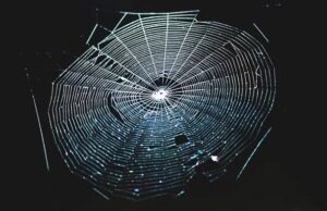 Ученые превратили паучью паутину в потрясающий музыкальный инструмент