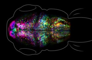 Ученые впервые увидели в реальном времени, как в мозге формируется память