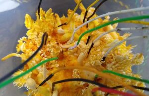 Грибы способны общаться между собой особым способом, поразительно похожим на речь