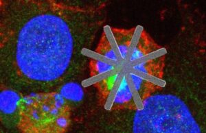 Нанозвезды из кремния с легкостью разрушают раковые клетки изнутри