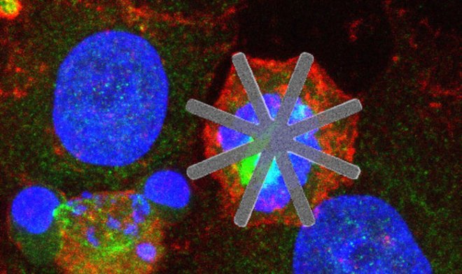 Нанозвезды из кремния с легкостью разрушают раковые клетки изнутри 
