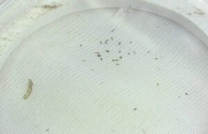 Ткань-лабиринт убережет растения даже от самых мелких насекомых