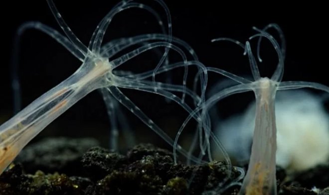 Ученые обнаружили странную генетическую связь между людьми и морскими анемонами 