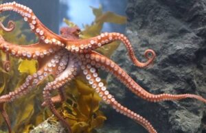 Ученые выяснили, что осьминоги могут создавать целые города