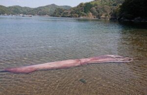 В руки японских ученых попал гигантский глубоководный кальмар