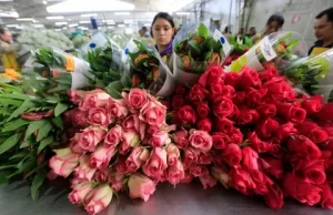 Доставка цветов в Израиль: порадовать своего близкого человека это легко