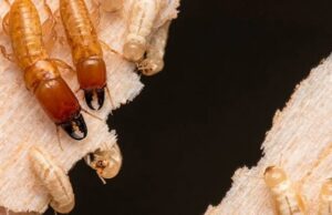 Исследование показало, что древесные термиты путешествуют по океану уже миллионы лет