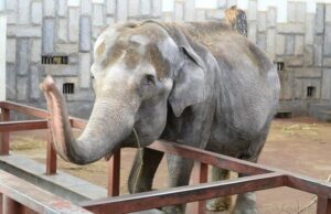 Слониху Хэппи хотят сделать юридическим лицом, чтобы отстоять ее право на свободу