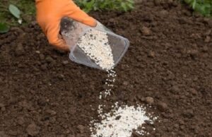 Использование азота как необходимого элемента для питания растений: почему это так важно?