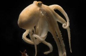 Ученые приблизились к разгадке драматического самоубийства осьминогов-родителей