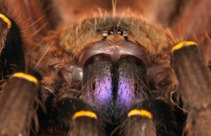 Ученые раскрыли огромный черный рынок торговли пауками