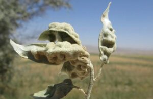 В Канаде для борьбы с «русскими оливами» выпустят в природу особых евразийских клещей