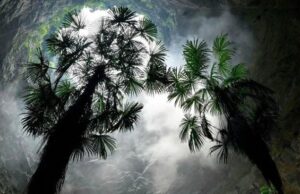 В Китае обнаружили гигантскую дыру в земле с сорокаметровыми деревьями на дне