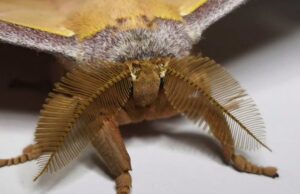 Крылья мотыльков помогут создать идеальный поглотитель звуков