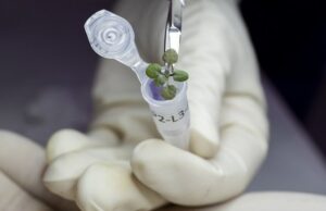 Первые в мире растения, выращенные в лунной почве, оказались слишком хилыми