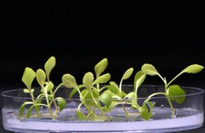 Ученые изобрели способ выращивания растений в полной темноте