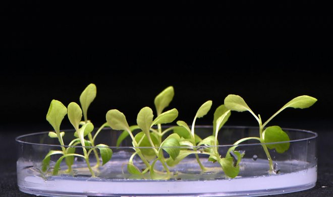 Ученые изобрели способ выращивания растений в полной темноте 