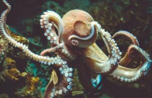 Мозг осьминогов оказался чрезвычайно похож на мозг человека