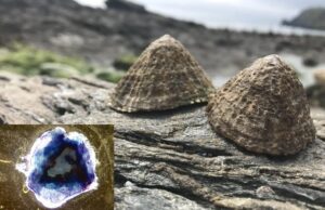 Самый прочный биоматериал в мире составит зеленую альтернативу кевлару