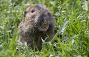 Ученые нашли первое животное-фермера, которое выращивает свою еду