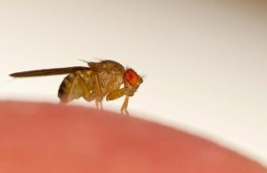 Ученые «взломали» мозг мухи и научились управлять ею на расстоянии