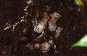 В джунглях Борнео нашли хищное растение, которое охотится на свою добычу под землей