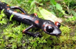 Эти амфибии когда-то отрастили себе легкие, но затем отказались от них