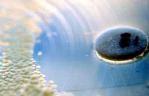 Колония бактерий готова совершить суицид, лишь бы не кормить нахлебников