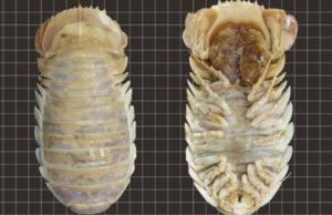 В Мексиканском заливе обнаружен неизвестный ранее вид гигантских изоподов