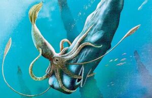 Впервые опубликовано видео охоты гигантского глубоководного кальмара