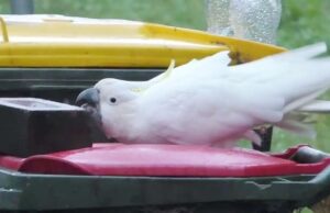 Австралийские какаду объявили людям войну за мусорные бачки