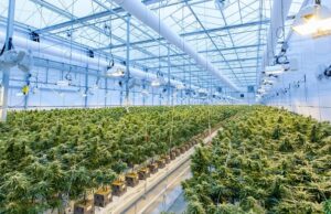 Из-за легализации каннабиса фармацевтические компании потеряли десятки миллиардов долларов