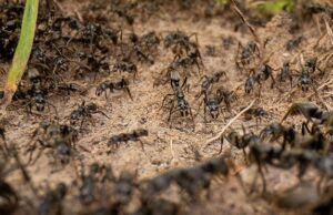 Немецкие ученые подсчитали всех муравьев на Земле