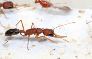 Раскрыт механизм, позволяющий королеве муравьев в пять раз продлевать свою жизнь