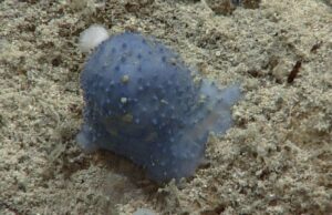 Странная синяя слизь со дна океана озадачила ученых