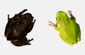 Эволюция по-чернобыльски: радиация сделала местных зеленых лягушек черными