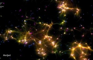 Клетки мозга в пробирке обрели подобие разума и научились играть в пинг-понг