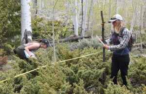 Самый крупный живой организм планеты погибает на наших глазах