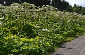 Специалисты «Сколтеха» и МГУ сделают из борщевика аноды для аккумуляторов