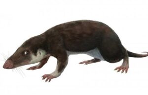 Ученые воссоздали геном и облик общего предка всех млекопитающих