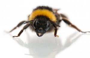 Впервые в истории науки пчел застали за игрой в мячик