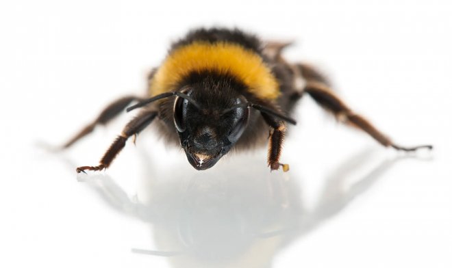 Впервые в истории науки пчел застали за игрой в мячик 