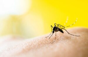 Жирные кислоты на коже делают людей «магнитами для комаров»