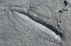 Древнейшая известная пища на Земле насчитывает полмиллиарда лет