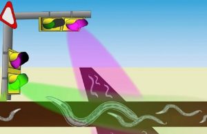 Японские оптогенетики научились дистанционно управлять червями при помощи света