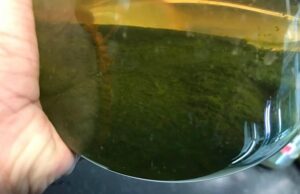 Кофейная гуща оказалась прекрасной основой для получения биодизеля