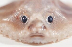 На стыке двух океанов ученые обнаружили невероятное количество неизвестных живых существ