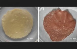 Отходы сельского хозяйства отлично подошли для выращивания синтетического мяса
